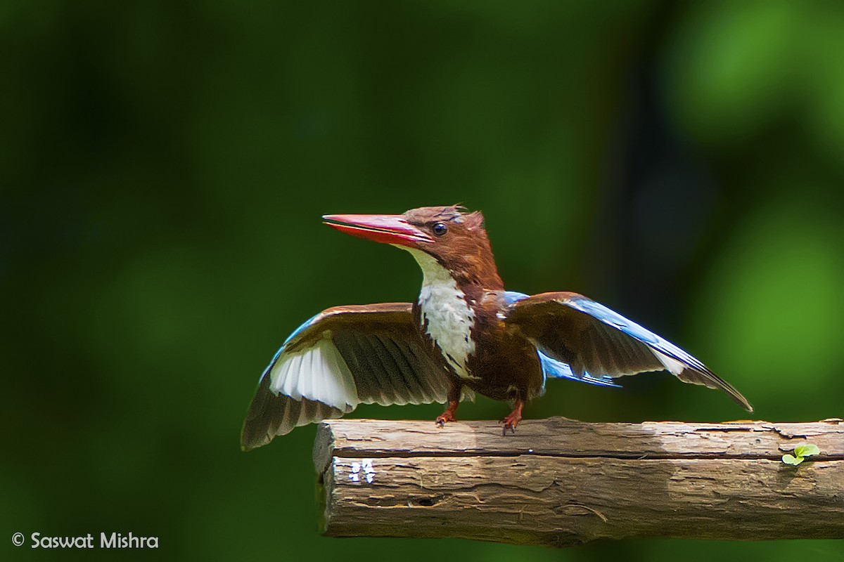 White-throated Kingfisher - Saswat Mishra