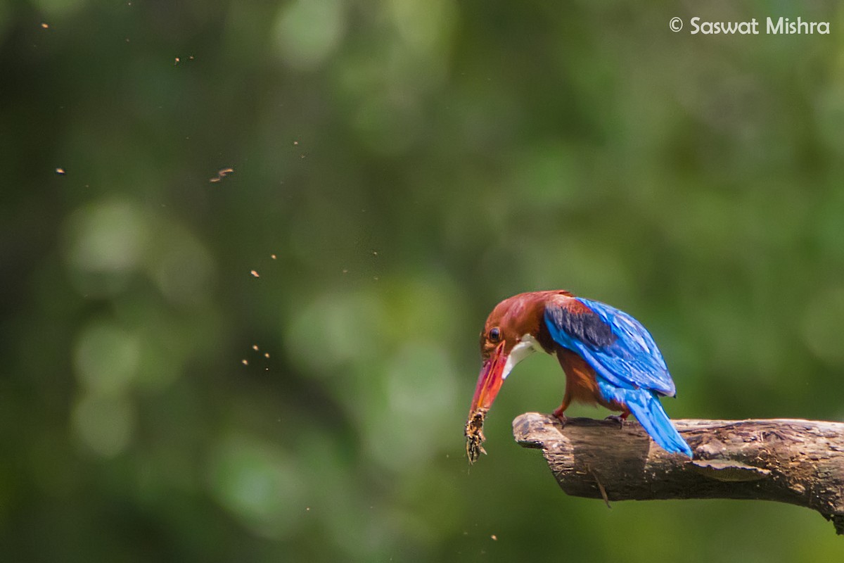 White-throated Kingfisher - Saswat Mishra