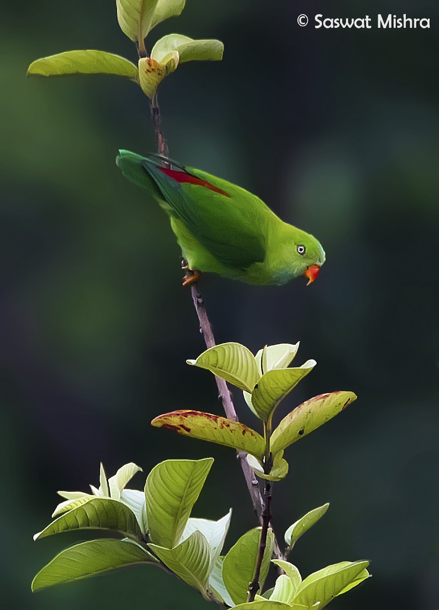 Vernal Hanging-Parrot - Saswat Mishra