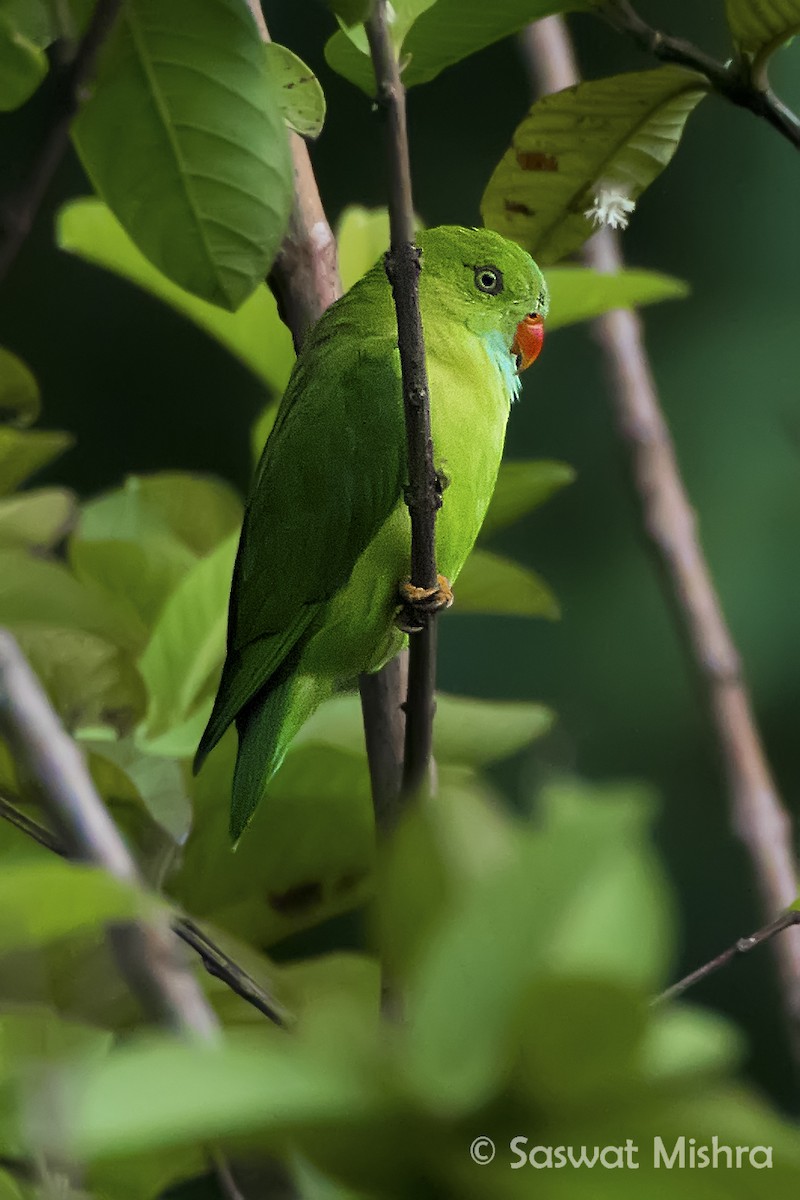 Vernal Hanging-Parrot - ML110370961