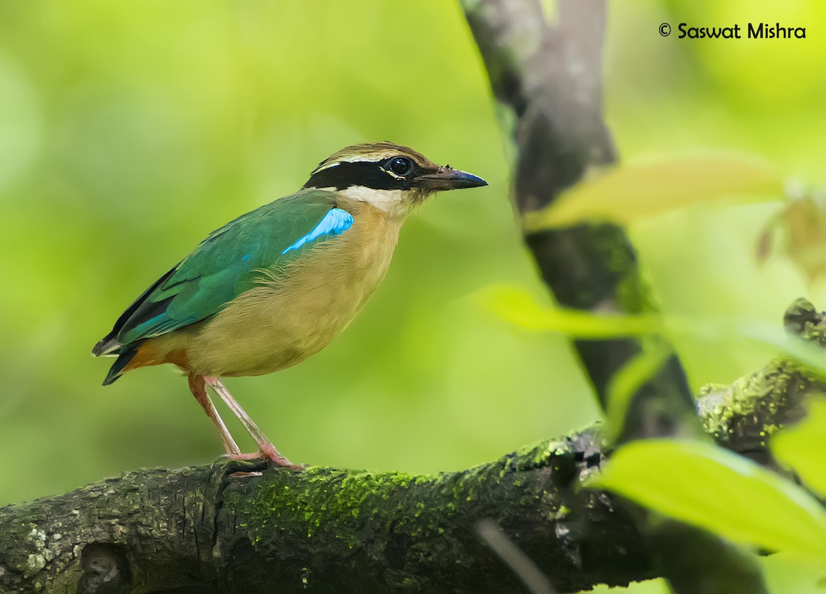 Indian Pitta - Saswat Mishra