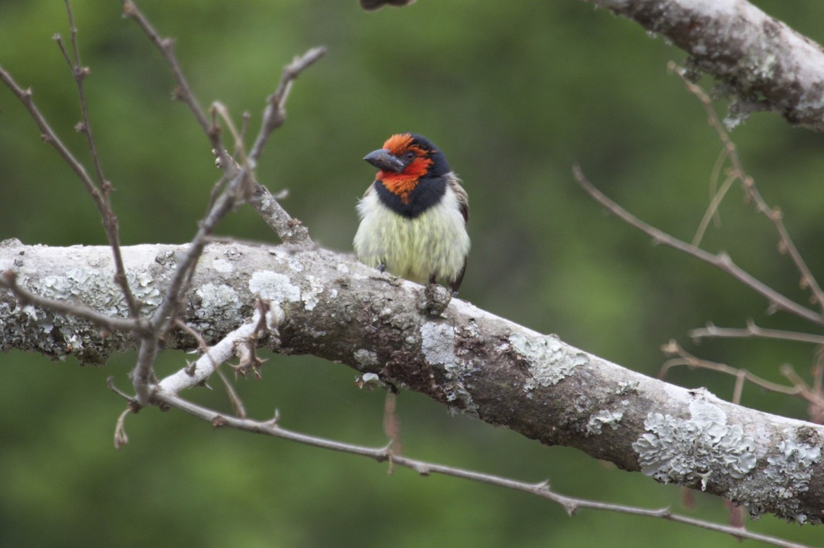 Black-collared Barbet - ML110372101