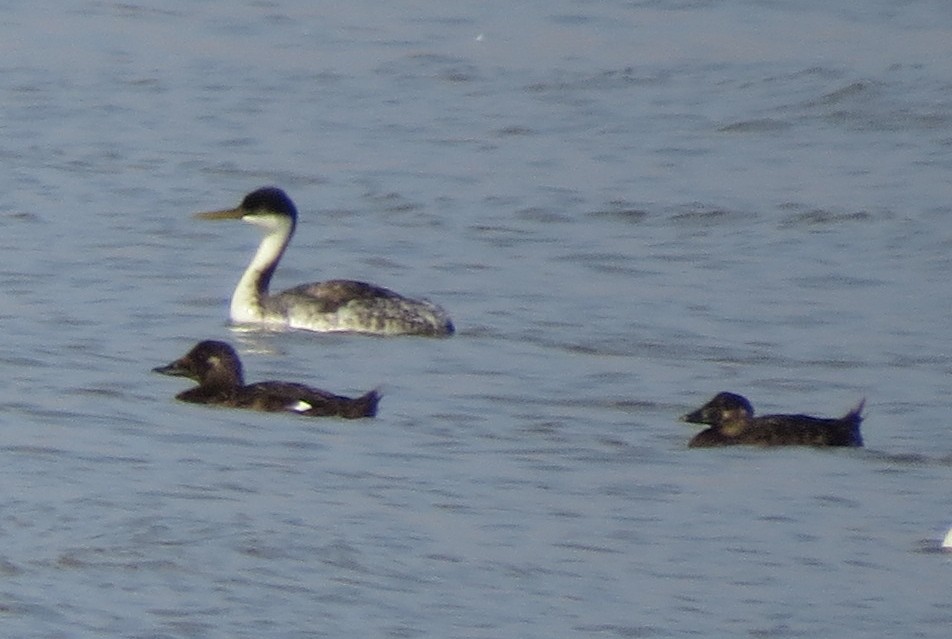 White-winged Scoter - David Goodward