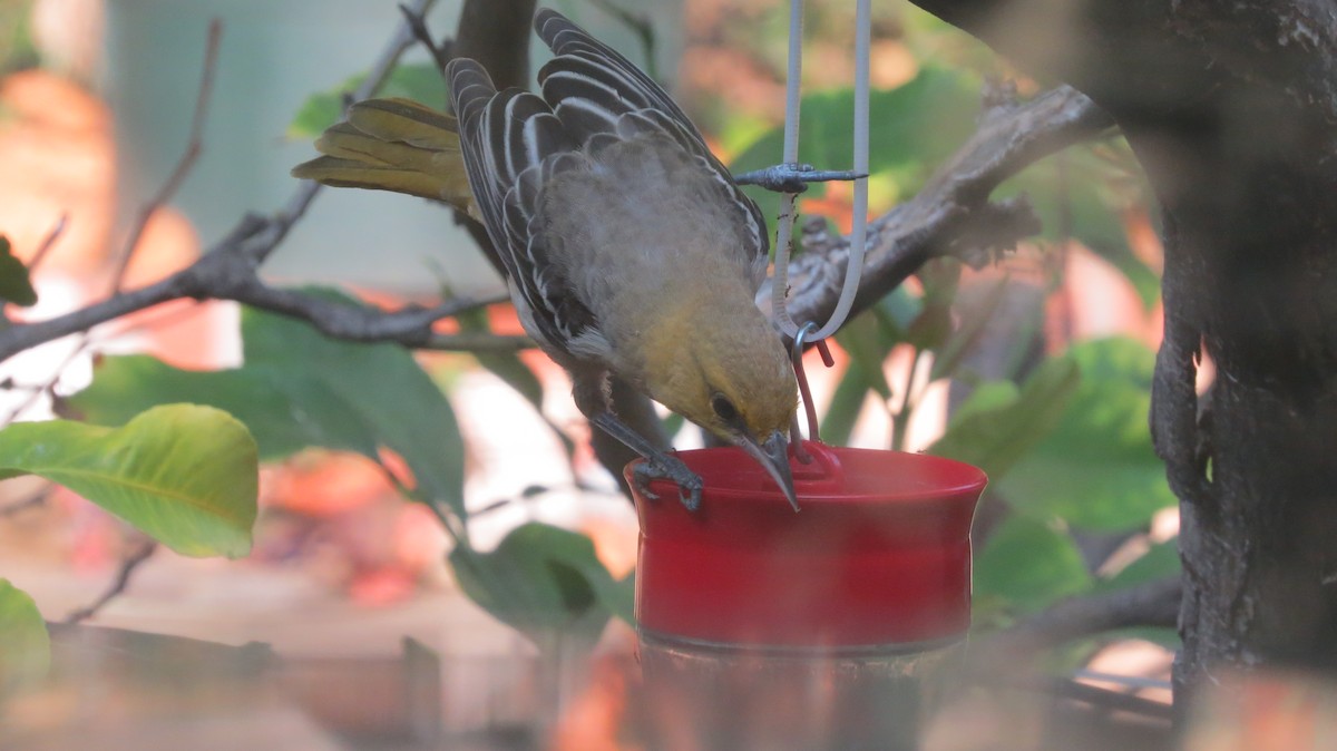 Bullock's Oriole - ML110372931