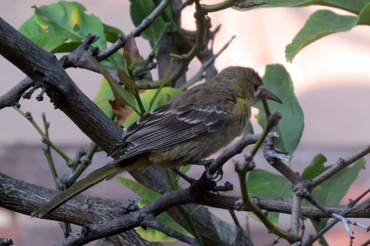 Bullock's Oriole - ML110372951