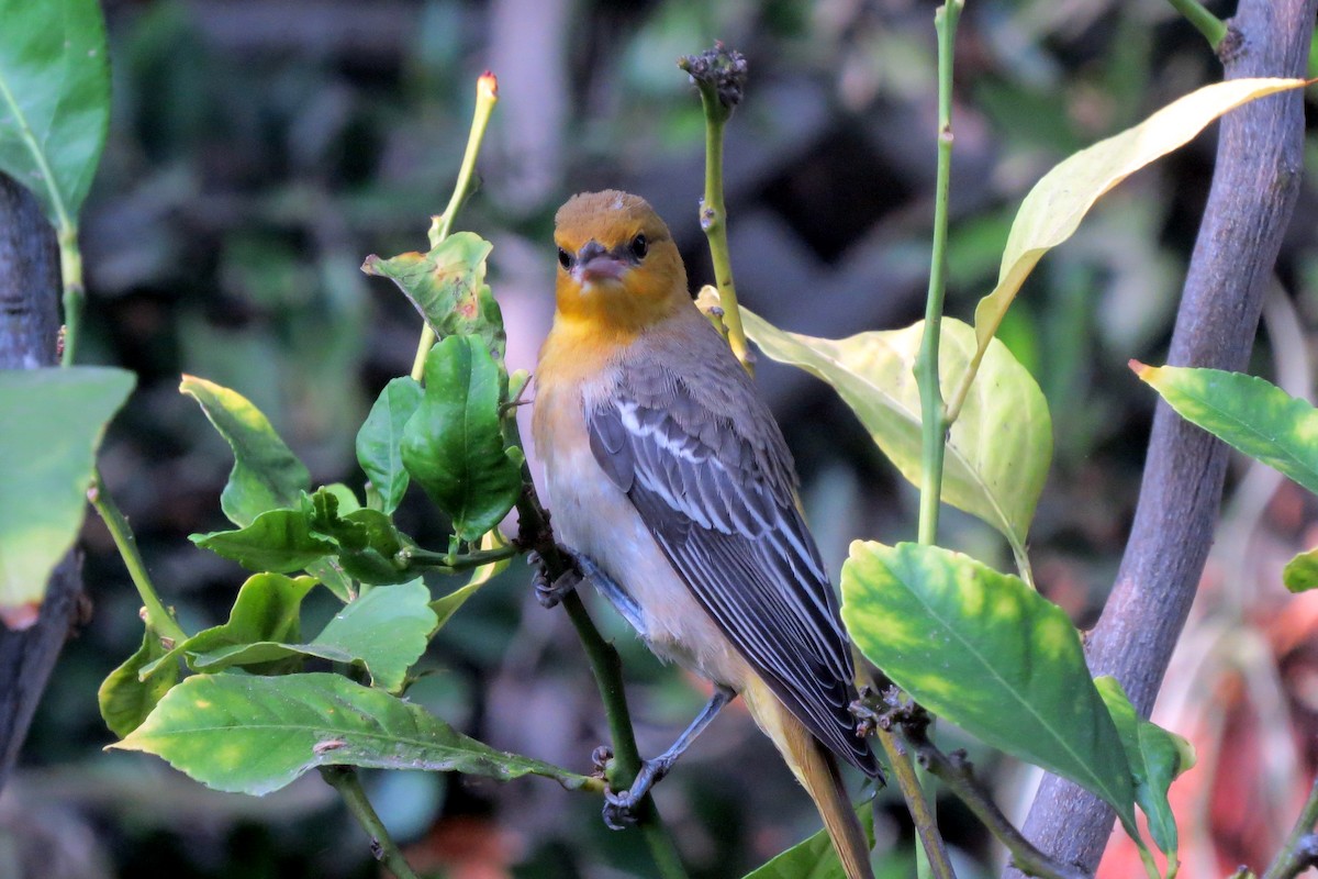 Bullock's Oriole - ML110372981