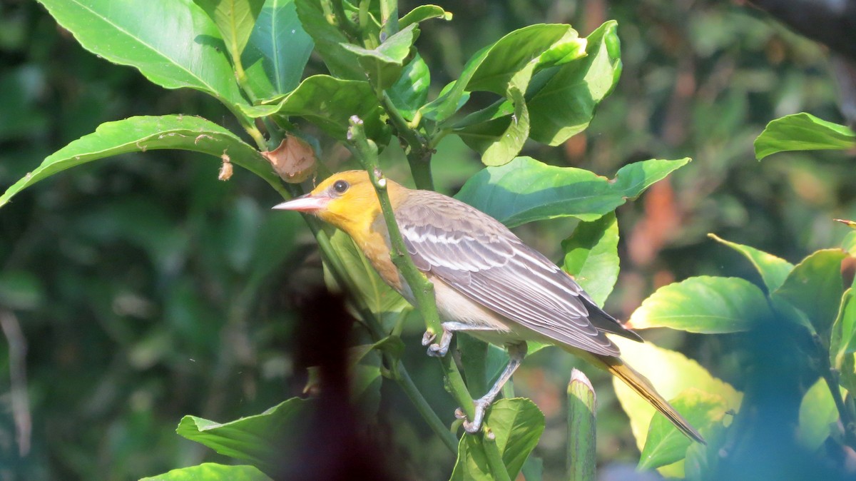 Bullock's Oriole - ML110373011