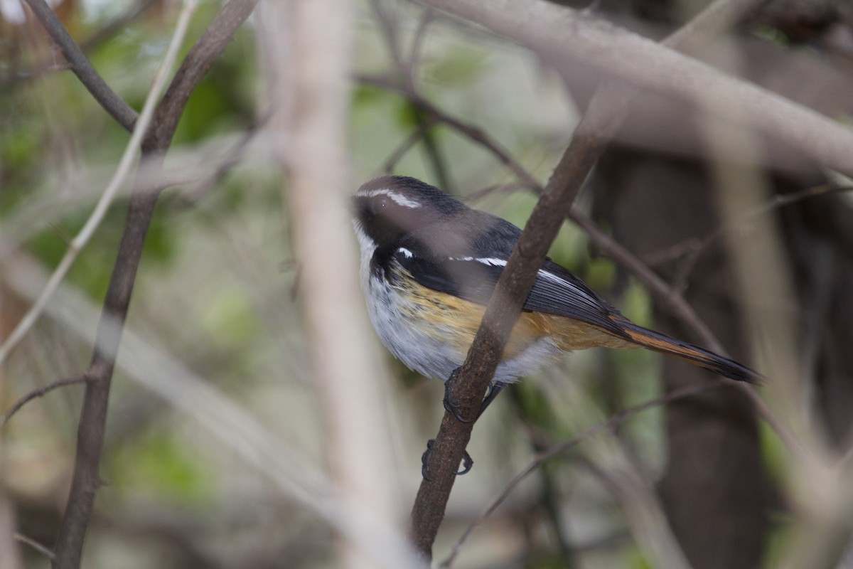 White-throated Robin-Chat - ML110373201