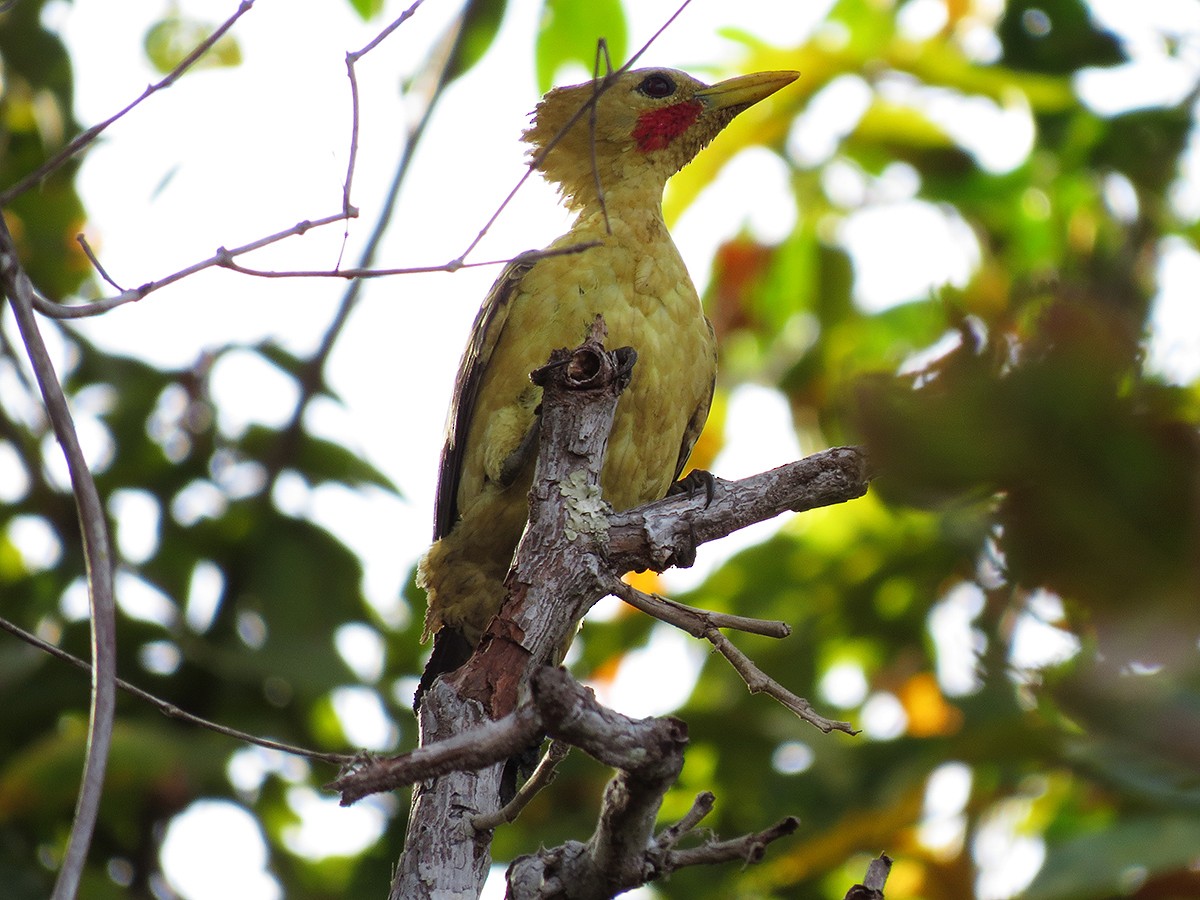 Cream-colored Woodpecker - ML110373621