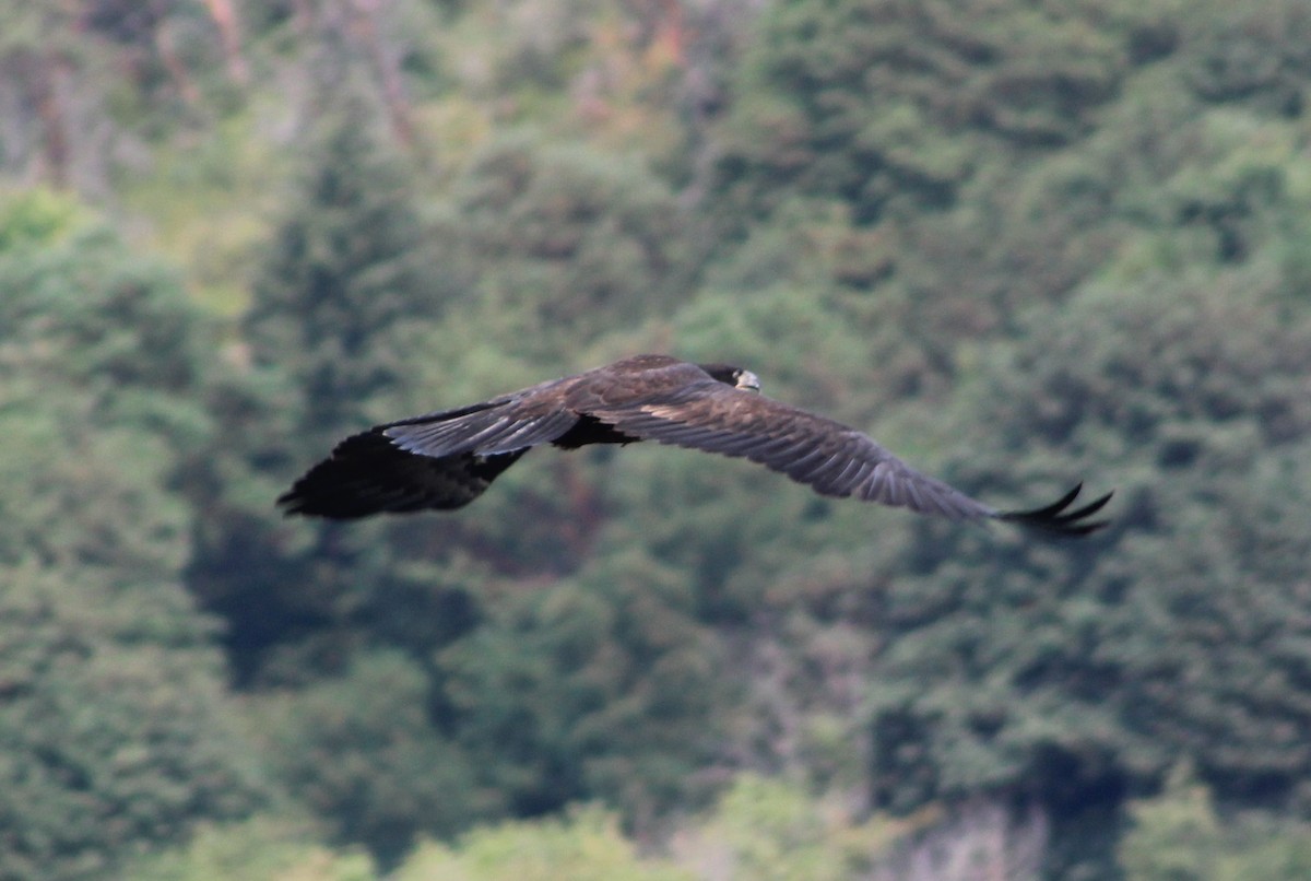 Bald Eagle - ML110374701