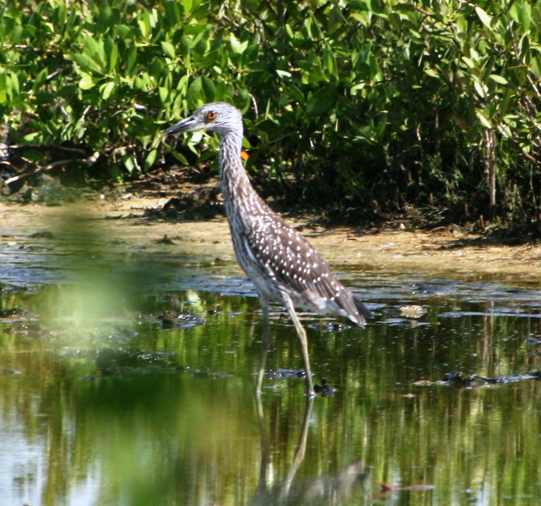 Yellow-crowned Night Heron - Greg  K