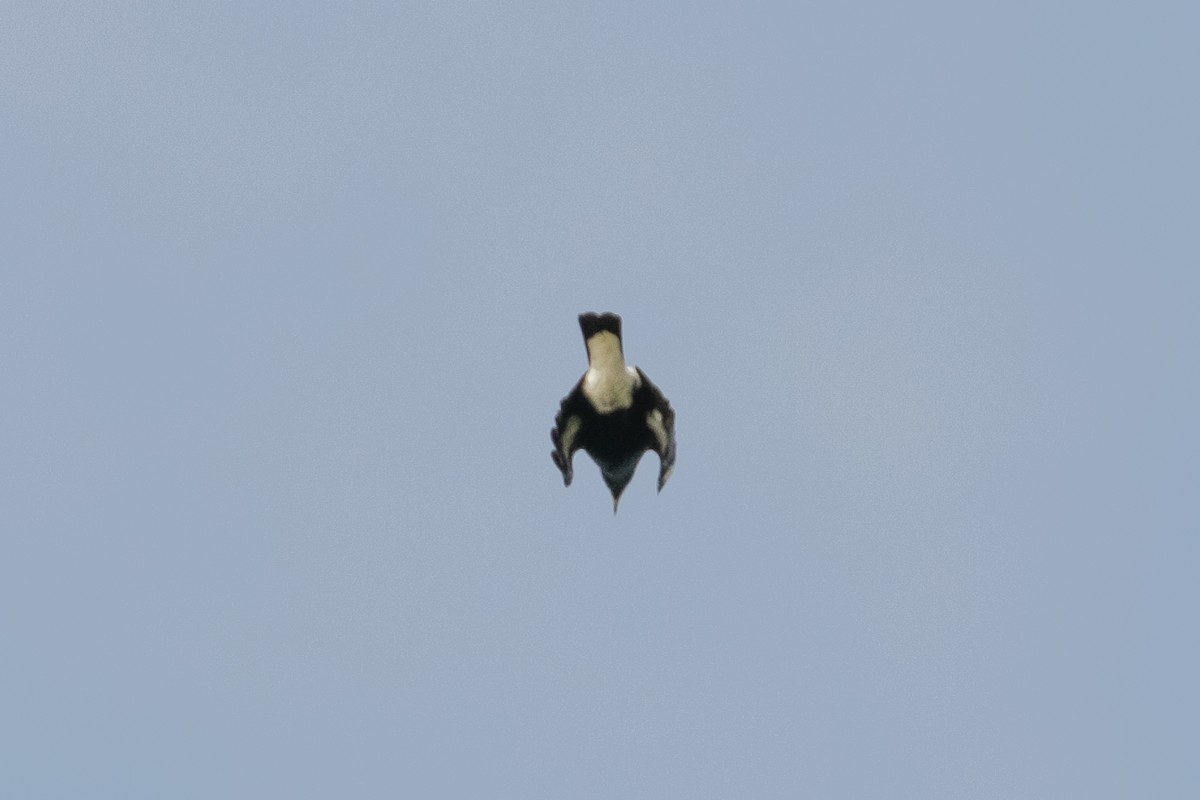 Pied Currawong - ML110378421