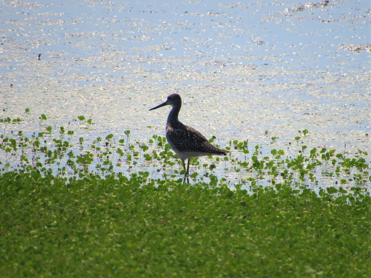 Greater Yellowlegs - ML110378451