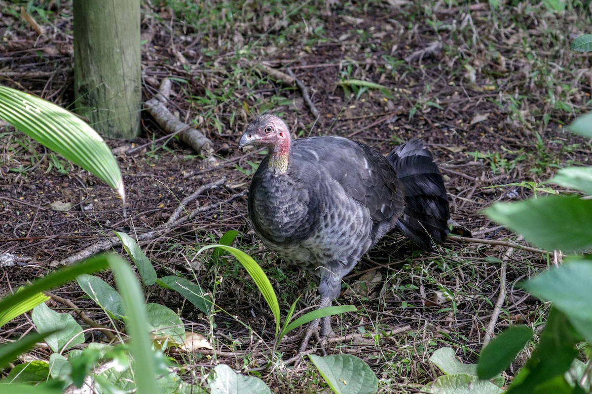 Australian Brushturkey - ML110378491