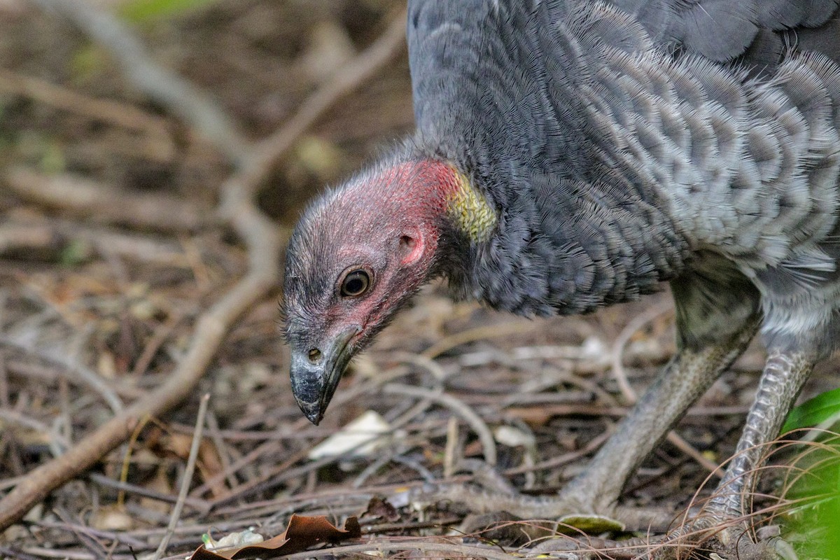 Australian Brushturkey - Tommy Pedersen