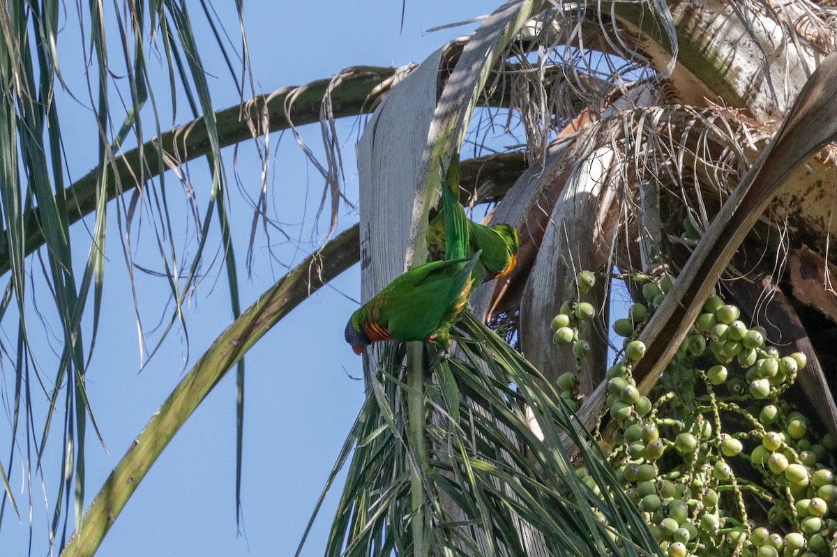 Regenbogenlori - ML110378861