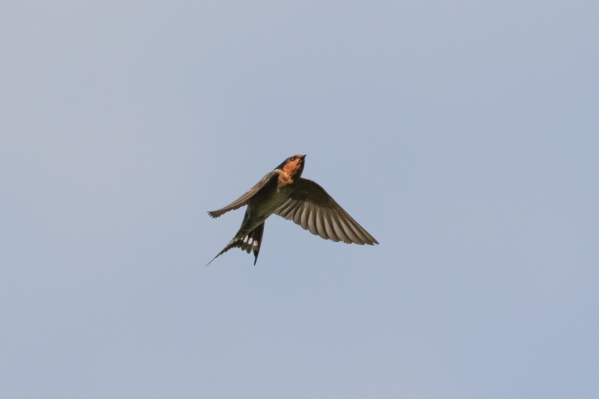 Golondrina Australiana - ML110379351