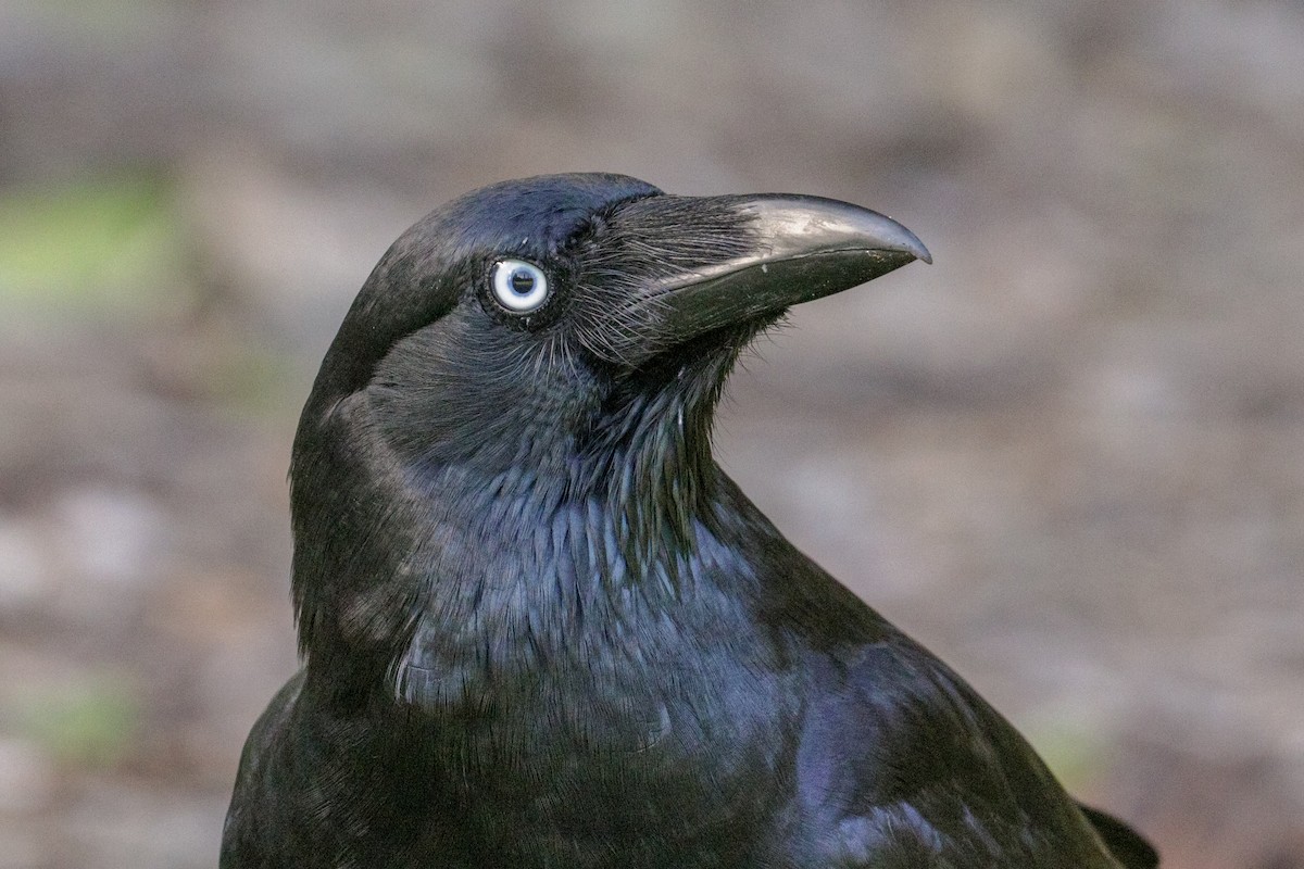 Corbeau de Torres - ML110379421