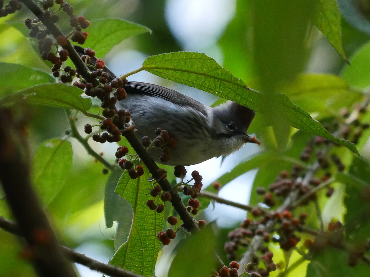 Burmese Yuhina - Tim Boucher