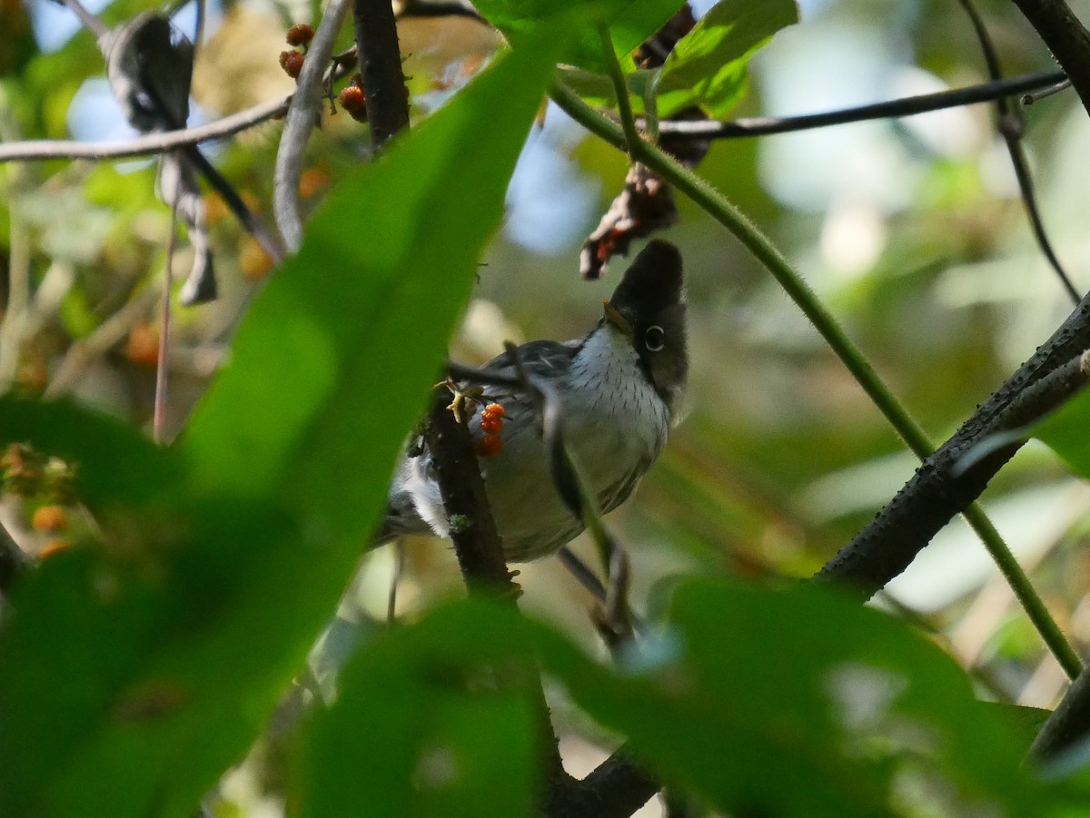 Burmese Yuhina - Tim Boucher