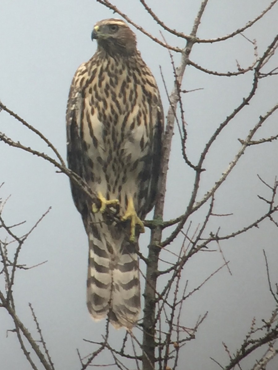 American Goshawk - ML110380981