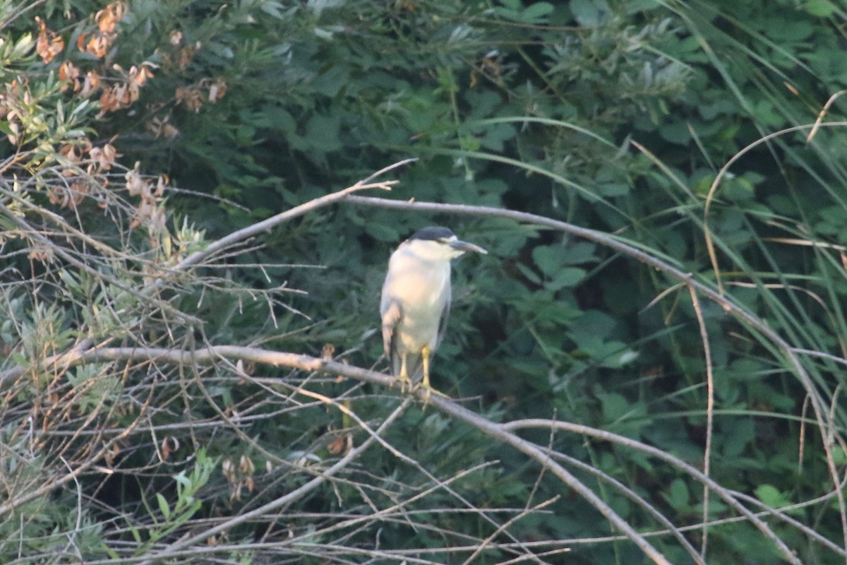 Black-crowned Night Heron - ML110381381