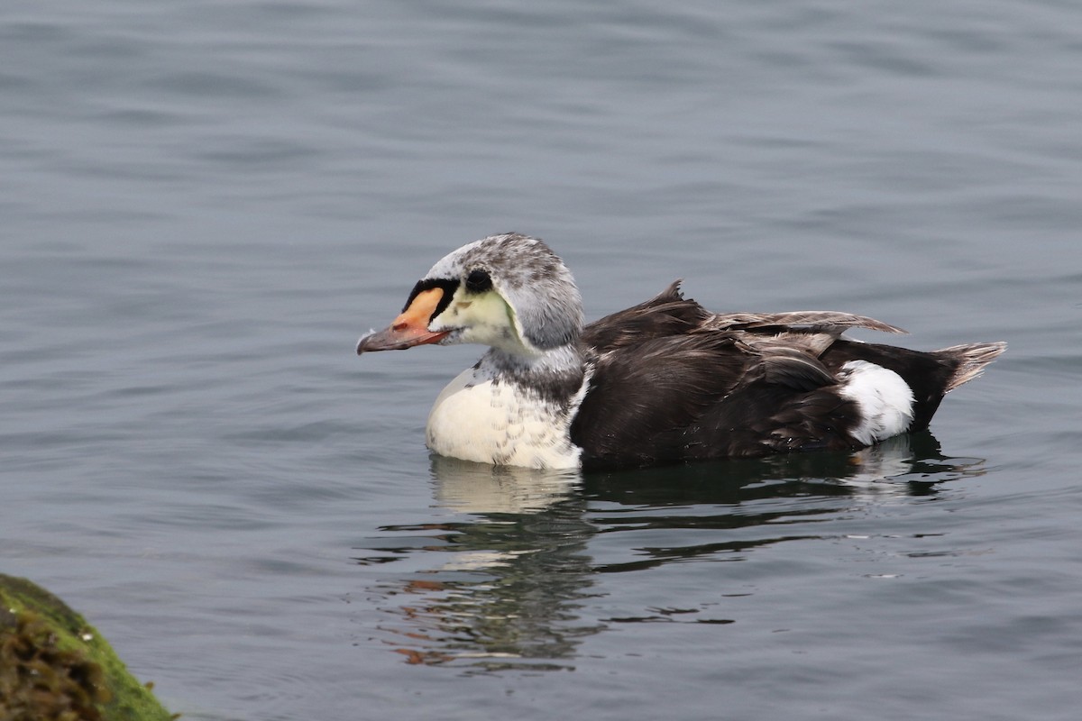 King Eider - ML110381781