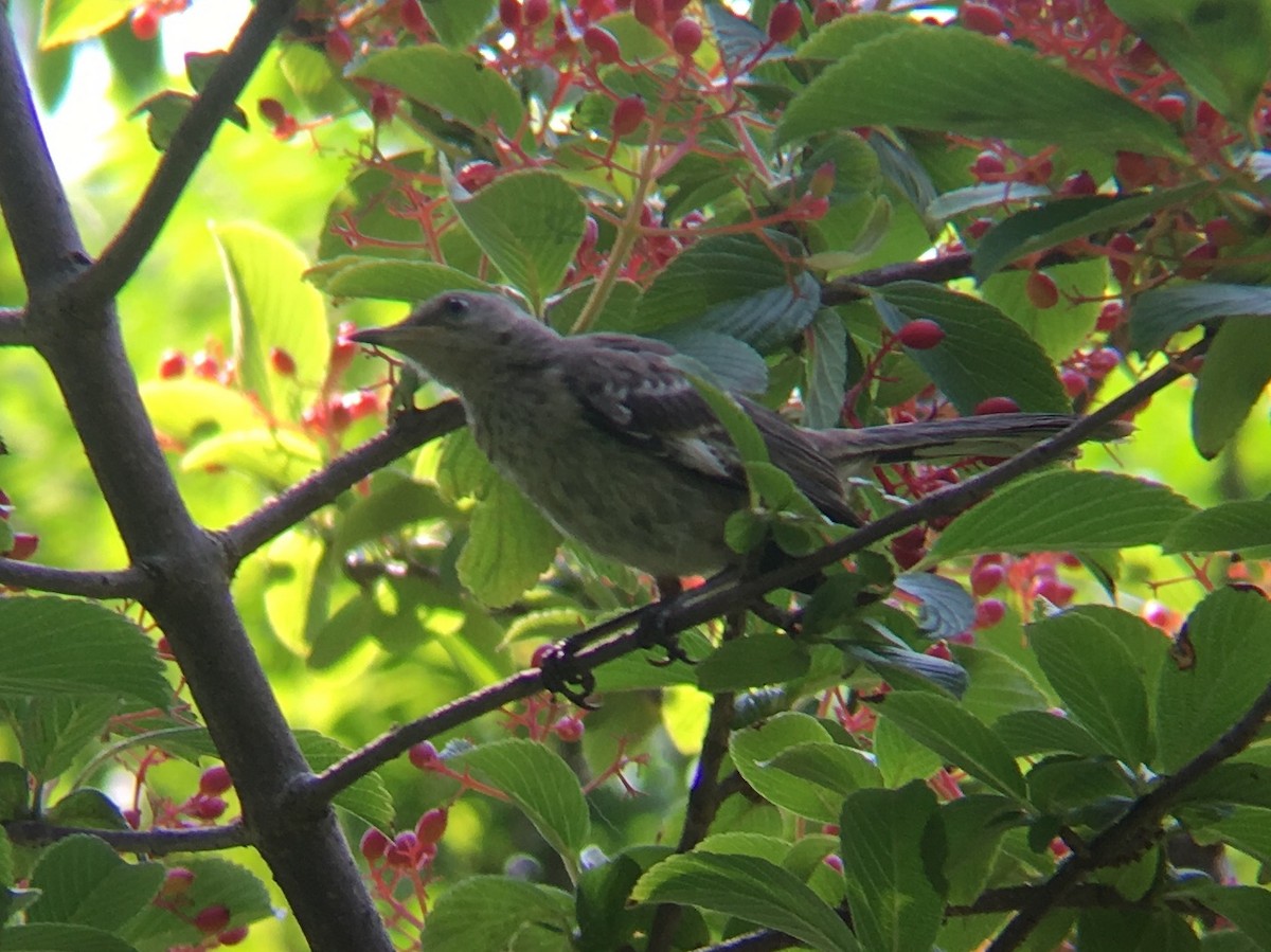 Northern Mockingbird - ML110385141