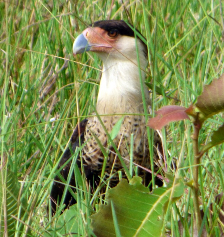 Caracara Carancho (norteño) - ML110389081