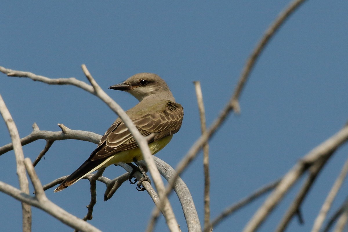 Western Kingbird - ML110389701