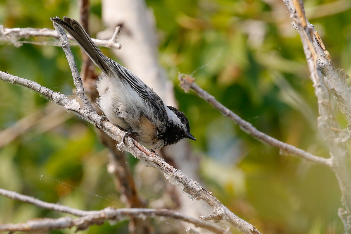 Black-capped Chickadee - ML110389771