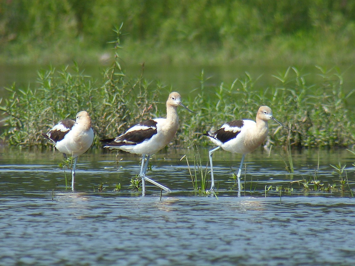 American Avocet - Mike Epler