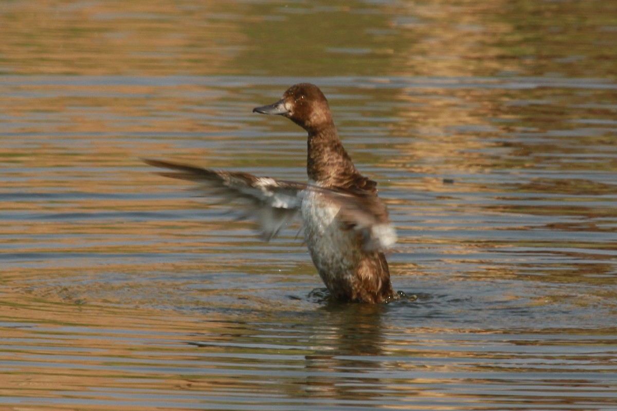 Lesser Scaup - ML110391291