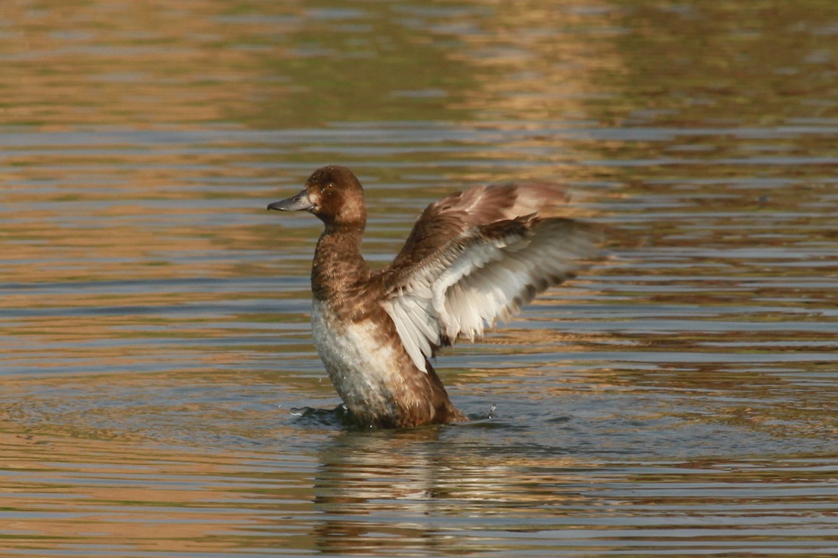 Lesser Scaup - ML110392701