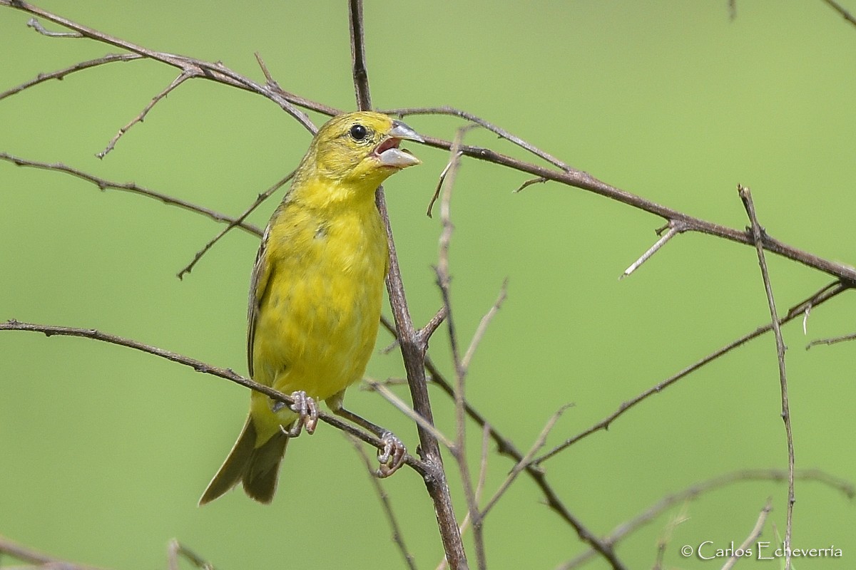 Grassland Yellow-Finch - ML110392711