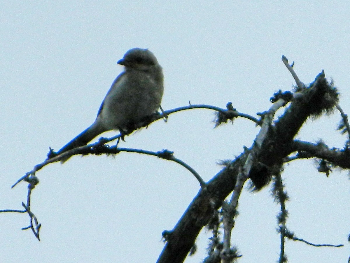 Northern Shrike - Louis Imbeau