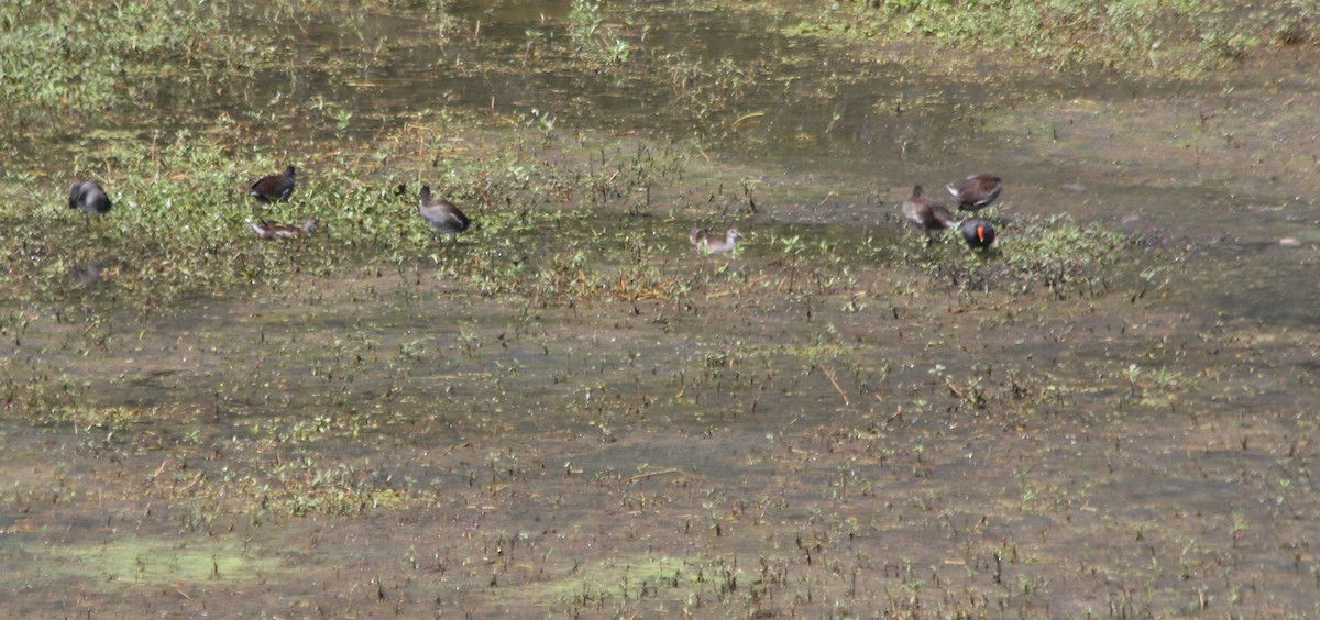 Gallinule d'Amérique - ML110394181