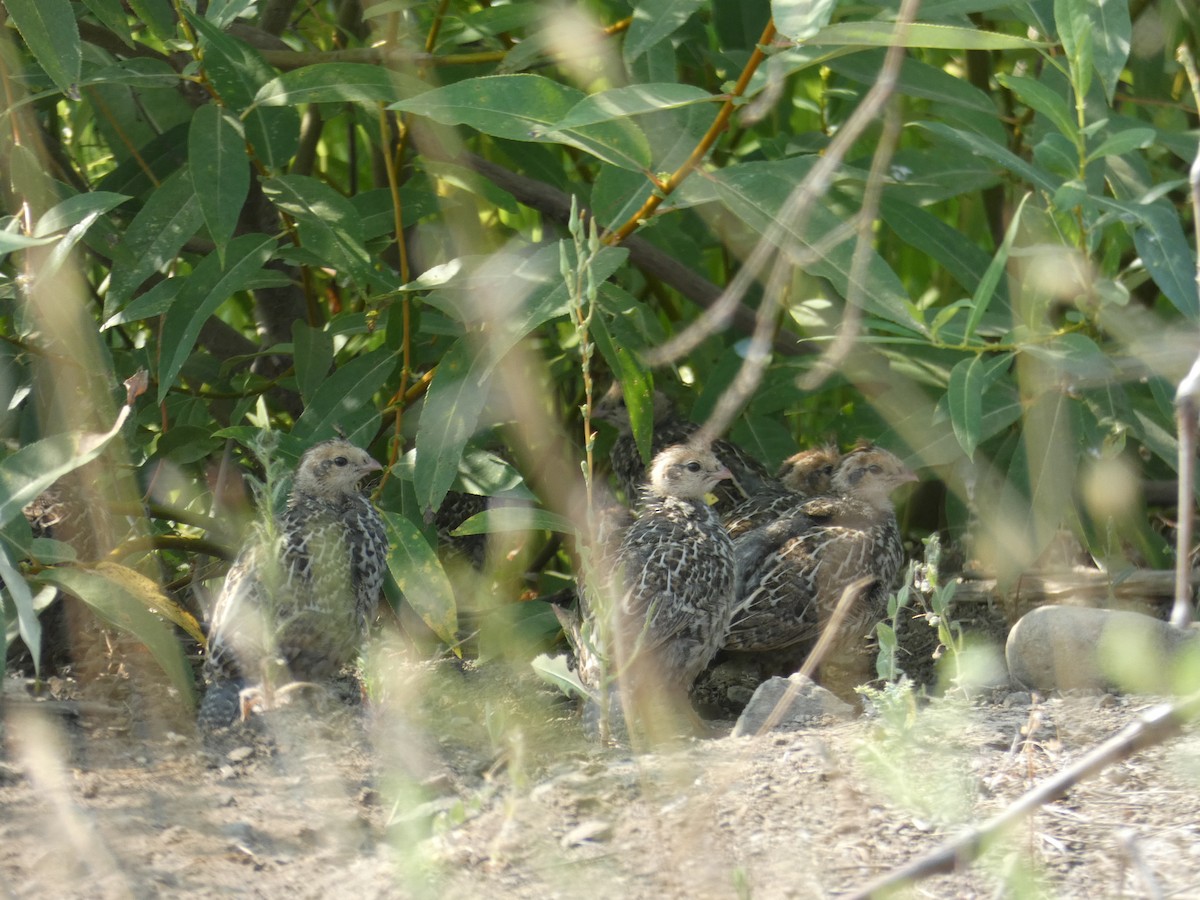 California Quail - ML110395011