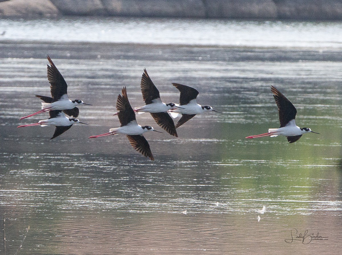 Black-necked Stilt - ML110395241