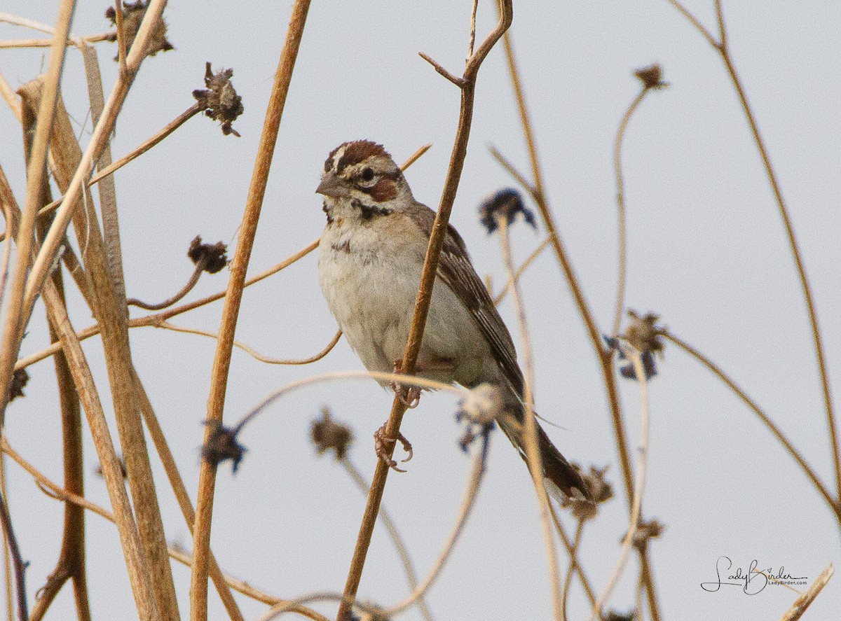 Lark Sparrow - ML110395351