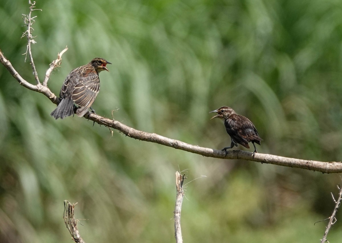 Red-winged Blackbird - ML110395401