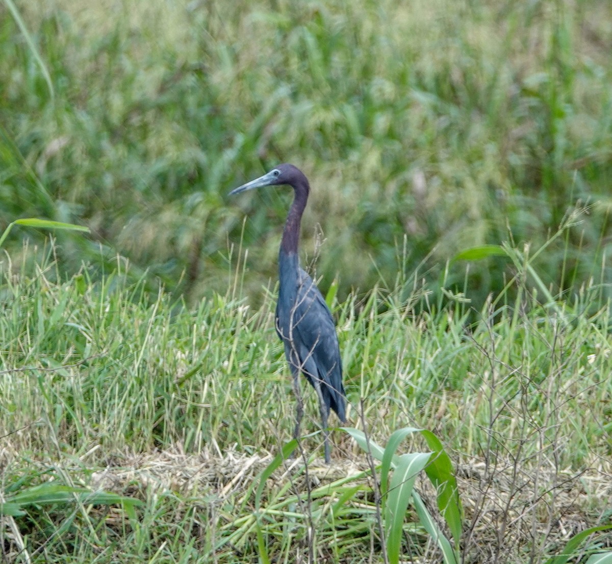 Aigrette bleue - ML110396071