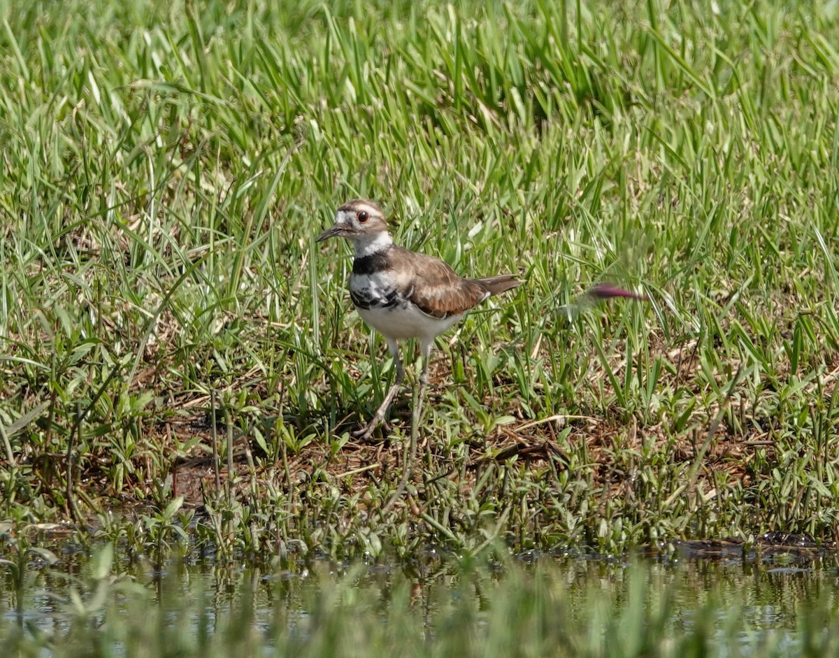 Killdeer - ML110396161