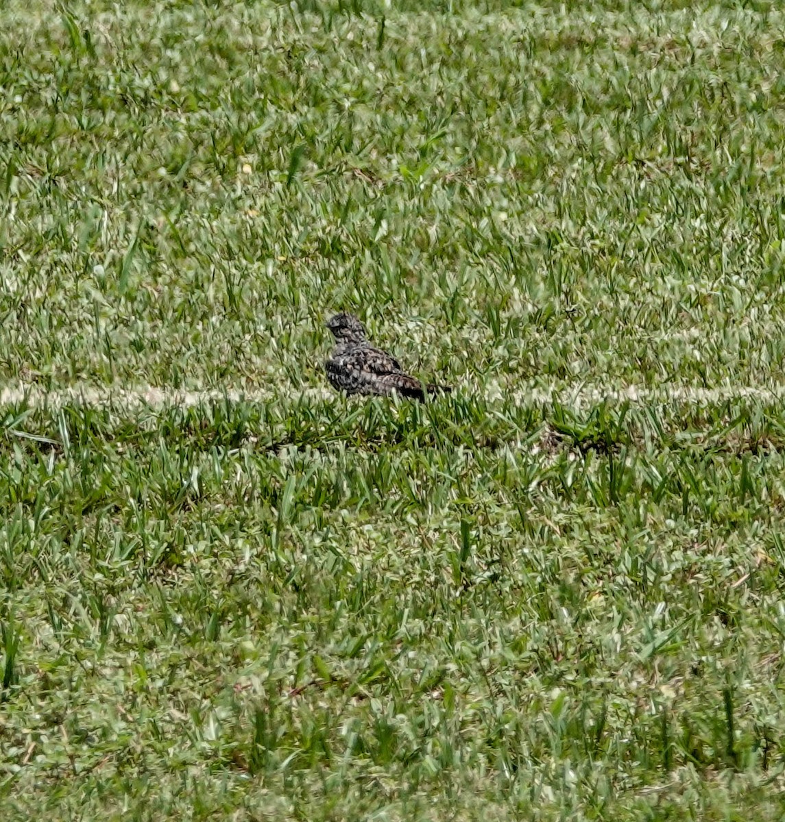 Common Nighthawk - Doreen LePage