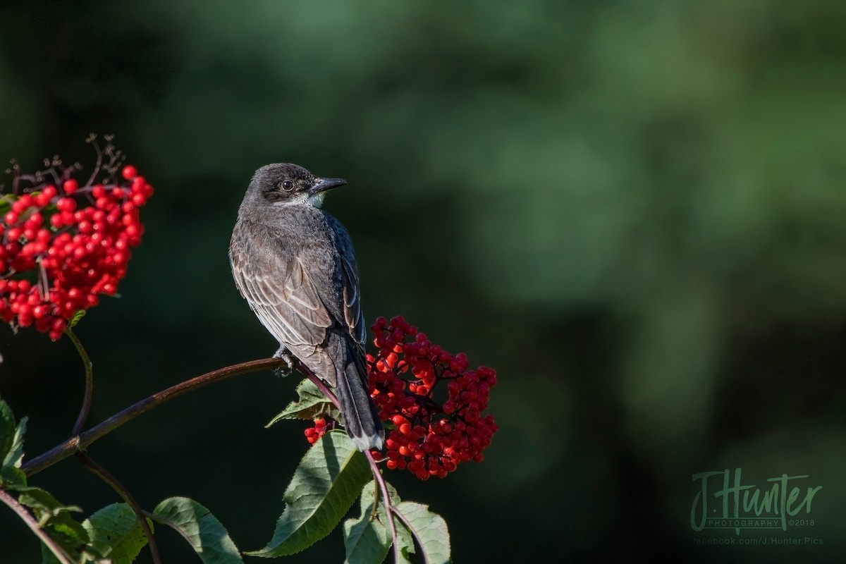Eastern Kingbird - ML110397281