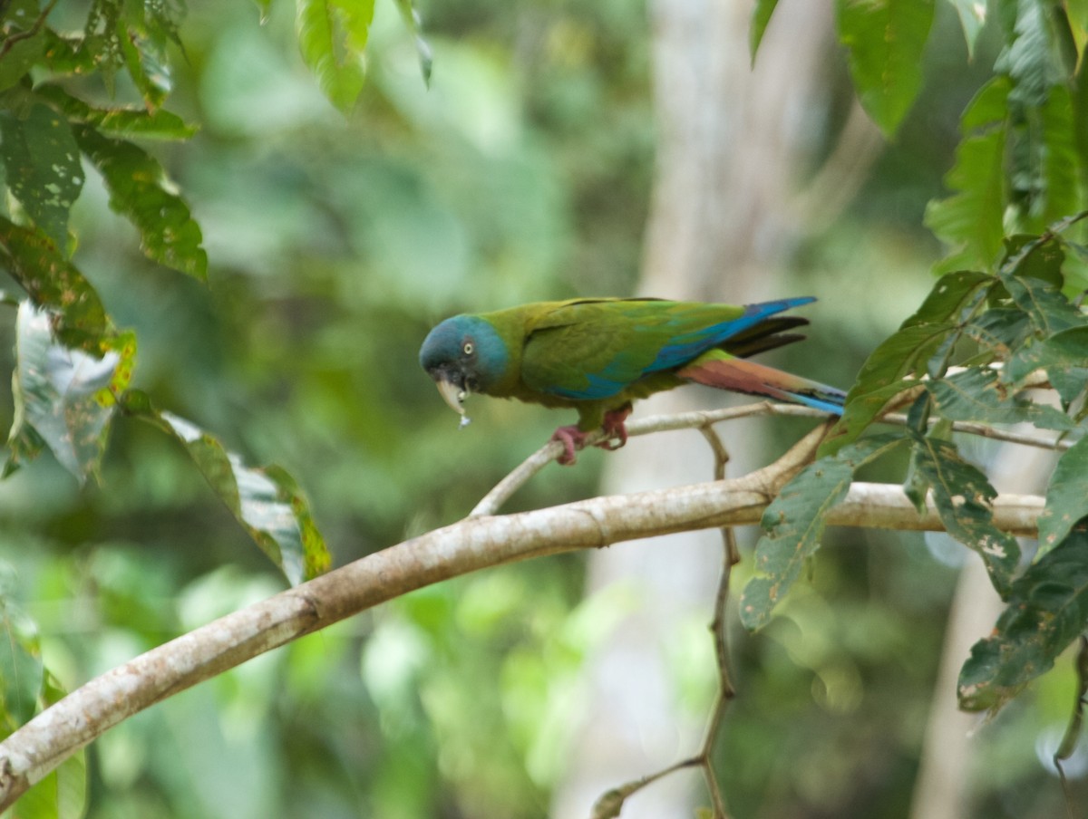 ML110398531 - Blue-headed Macaw - Macaulay Library