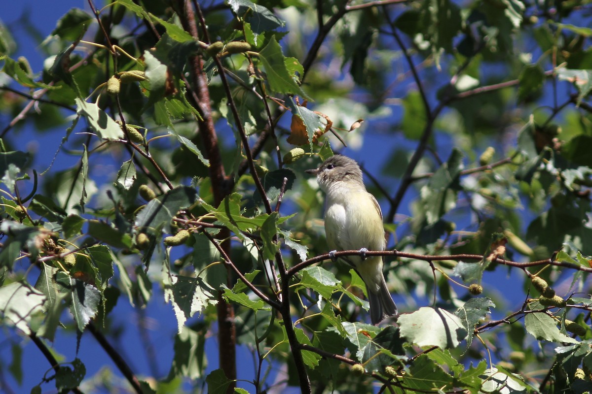 Warbling Vireo - ML110399951