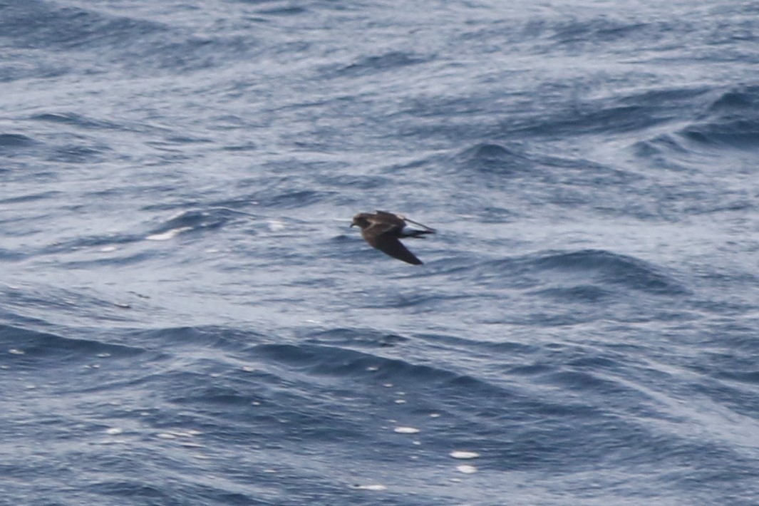 Wedge-rumped Storm-Petrel - Robert McNab