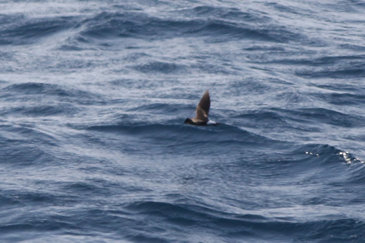 Wedge-rumped Storm-Petrel - ML110401601