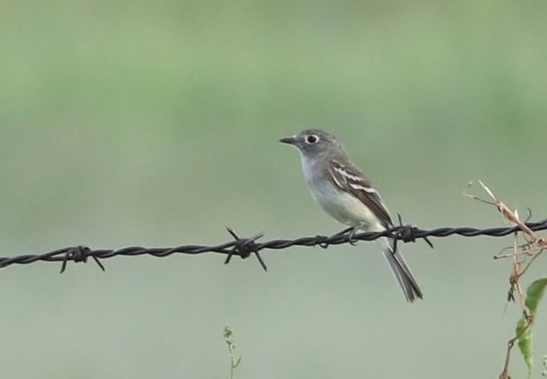 Least Flycatcher - ML110402981